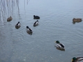 img0006-j